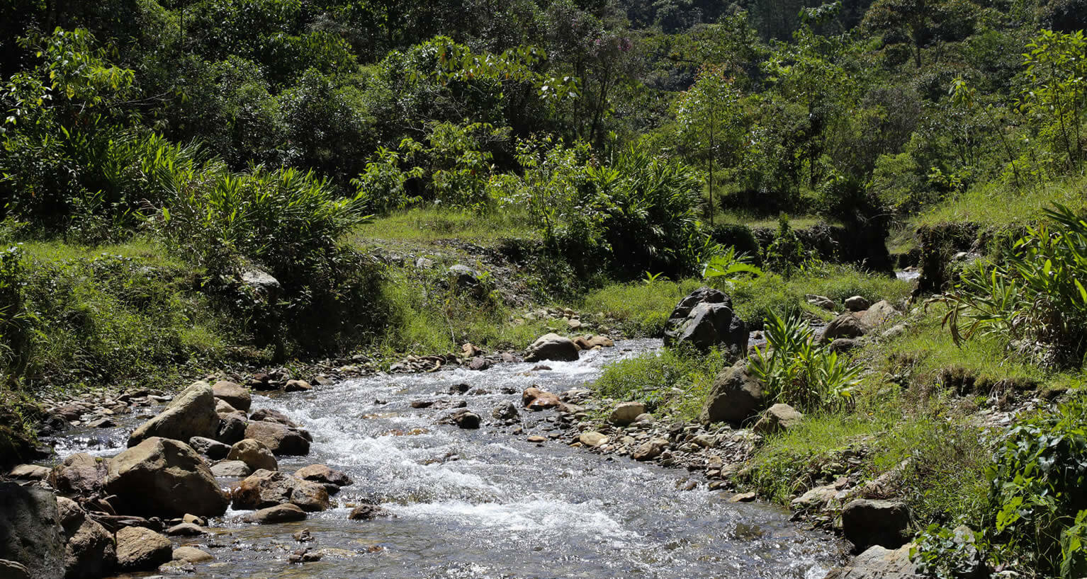 Medellín implementa novedosa estrategia para cuidar el medio ambiente: pago por servicios ambientales
