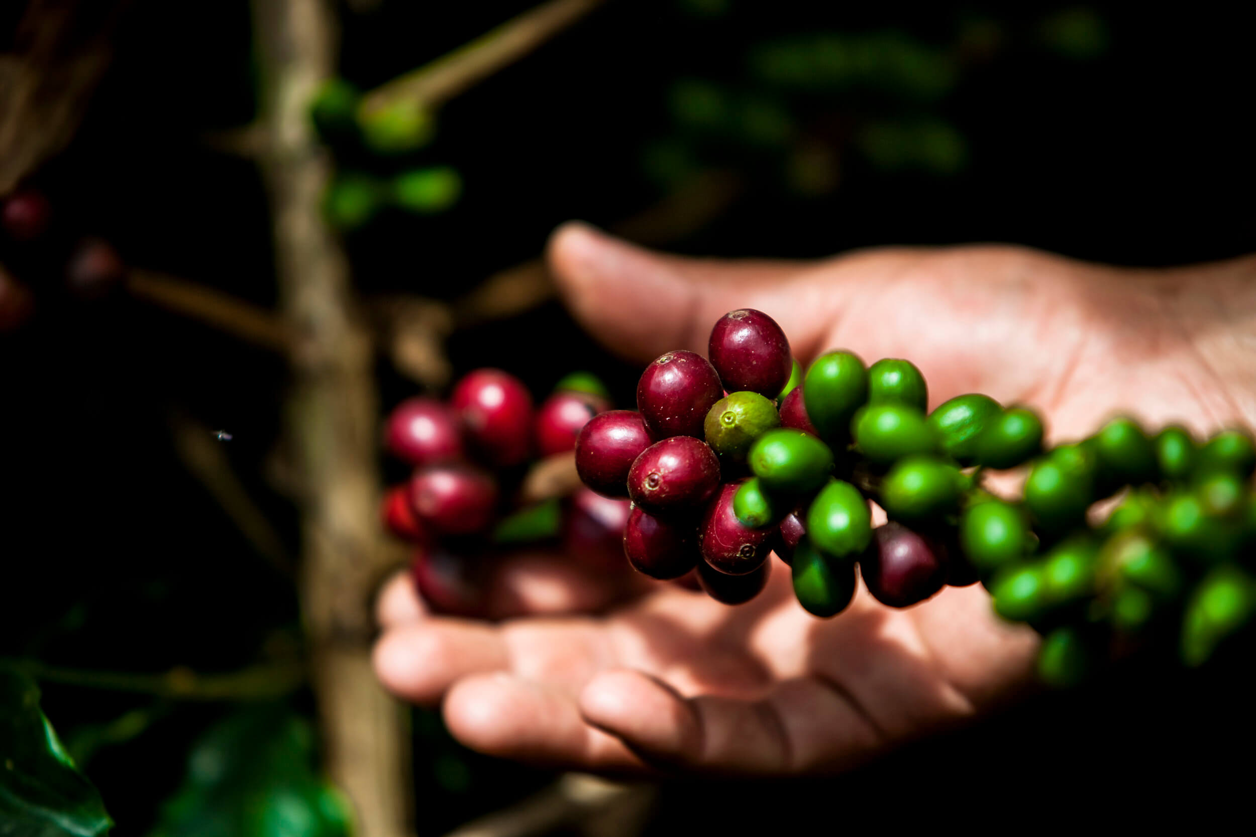 Clúster de café Medellín y Antioquia