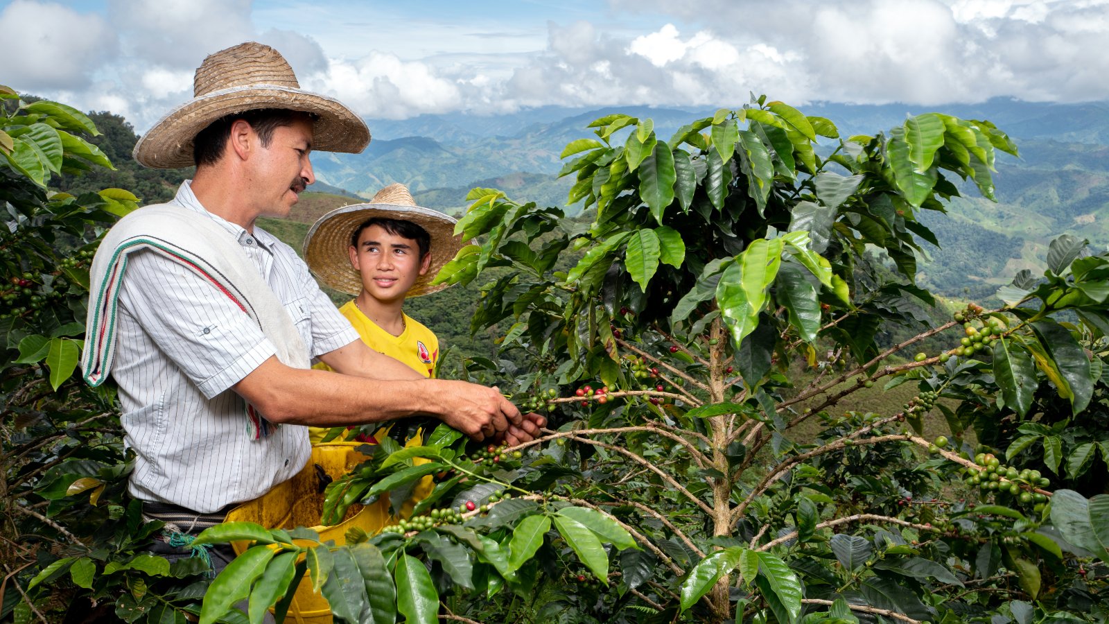 Medellín le apuesta a la producción de café en zonas urbanas y corregimientos